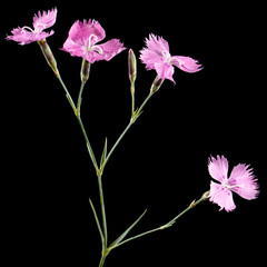 Pink flowers of carnation, lat. Dianthus deltoides, isolated on black background