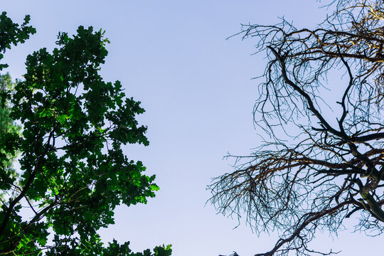 The Tops Of A Tree With Green Leaves And No Leaves Against The Sky.