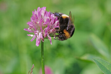 eine hummel sitzt auf der blüte vom klee