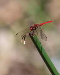 red dragonfly on a leaf