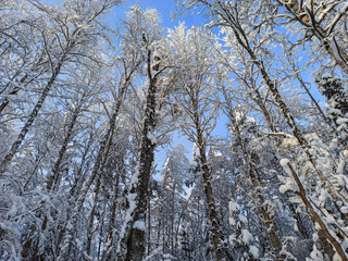 winter landscape with white snow caps on trees and snowfall