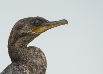 close up to a neotropic cormorant