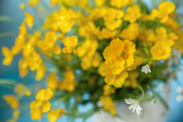 Bouquet of yellow buttercups on a blue background, selective soft focus.