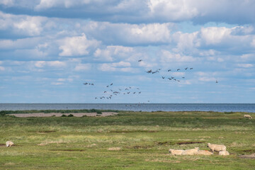 Schafe auf Salzwiesen, Föhr