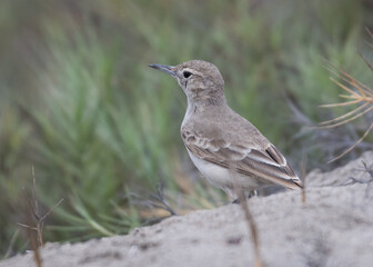 Coastal miner waiting for prey