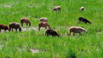 flock of sheep in the meadow