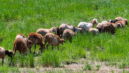 flock of sheep in the meadow