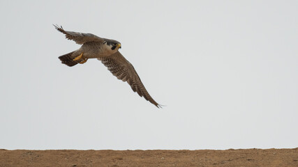 peregrine falcon in hunt - part 1