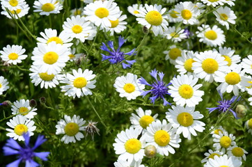 Fototapeta premium Daisy and knapweed on the field. Colorful background. 