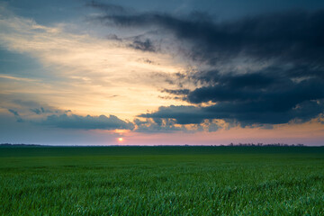 agricultural field with young sprouts and a blue sky with clouds - a beautiful spring landscape at sunset