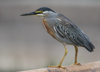 striated heron standing still