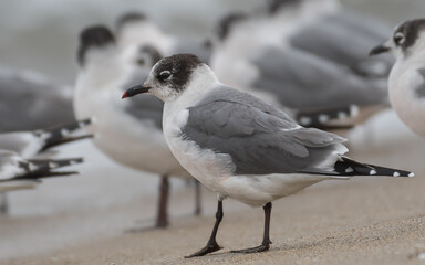 Franklin's gull on the beach