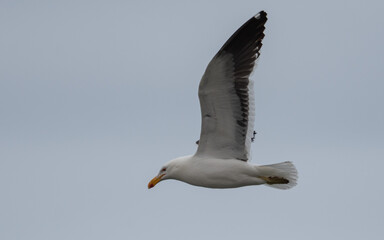 Kelp gull in flight