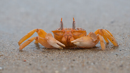 Orange crab on the beach