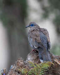 
west peruvian dove posing in a park