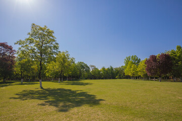 landscape with trees and sky