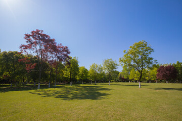 trees in the park