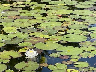 white water lilies