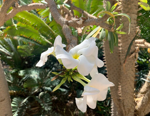 Blooming Pachypodium lamerei
