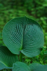 Large Hosta leaf in the summer park