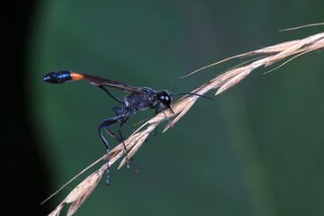 Mud bees on wild plants, North China
