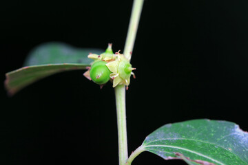 The tender fruit of Zizyphus jujuba, North China