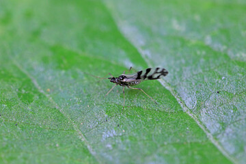 Aphids crawling on green leaves, North China