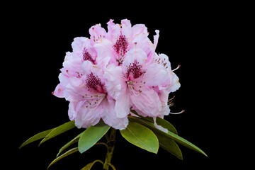 Pink rhododendron or azalea flower isolated on a black background