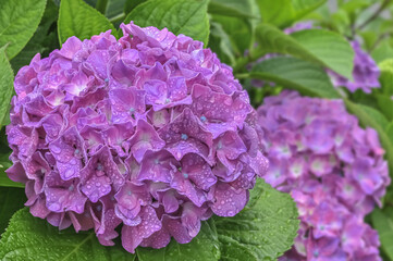 雨上がりの紫陽花（Hydrangea）