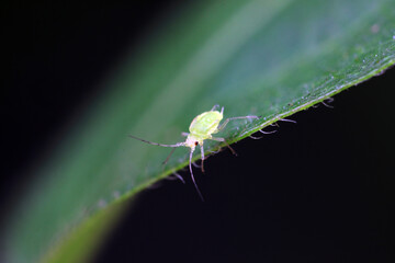 Aphids crawling on wild plants, North China