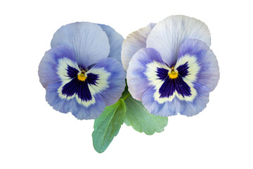 Isolated white and purple pansy flowers isolated on white background, Viola x wittrockiana