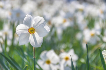 Beautiful delicate narcissus flowers, white daffodils in the park or garden in sunny spring day. Selective focus