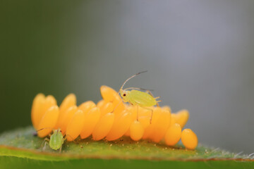 Aphids crawling on ladybird eggs, North China