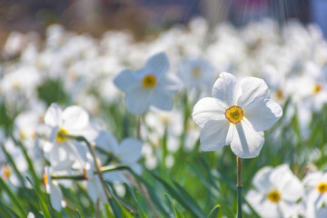 Beautiful delicate narcissus flowers, white daffodils in the park or garden in sunny spring day. Selective focus
