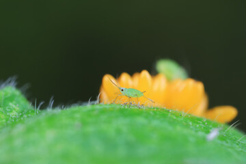 Aphids crawling on ladybird eggs, North China