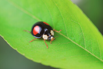 Ladybugs crawling on wild plants, North China