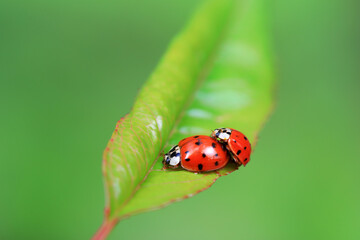 Two ladybugs mate in nature, North China