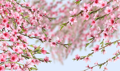 Beautiful sakura tree branches with delicate pink flowers on blurred background