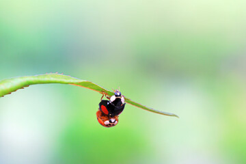 Two ladybugs mate in nature, North China