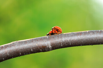Two ladybugs mate in nature, North China