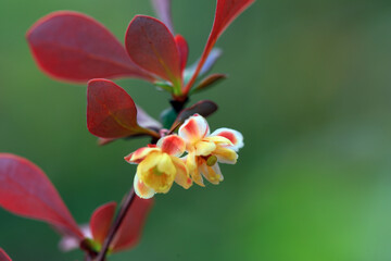 Beautiful flowers of Berberis amurensis, North China