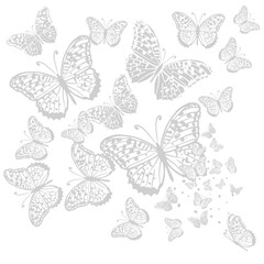 Graphic flying gray butterflies. Vector illustration. Tropical butterfly on a white background