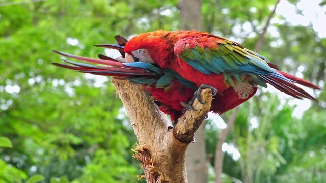 4k footage scene ; two colorful parrot called 'Macaw' cleaning the feathers atop a dry tree. animal concept on footage insert scene.