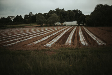Field with low rows of plastic covered plants growing crops in the countryside