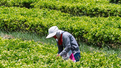 Farmers picking jasmine flowers