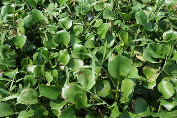 Eichhornia crassipes flower with a natural background.