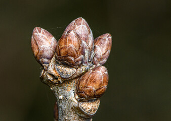 Emerging brown buds on dark green background