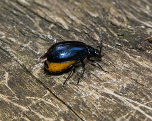 Oil Beetle 