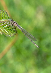 Young male Common Blue damselfly

