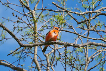 Vermilion Flycatcher sitting on mesquite tree branch in Texas
